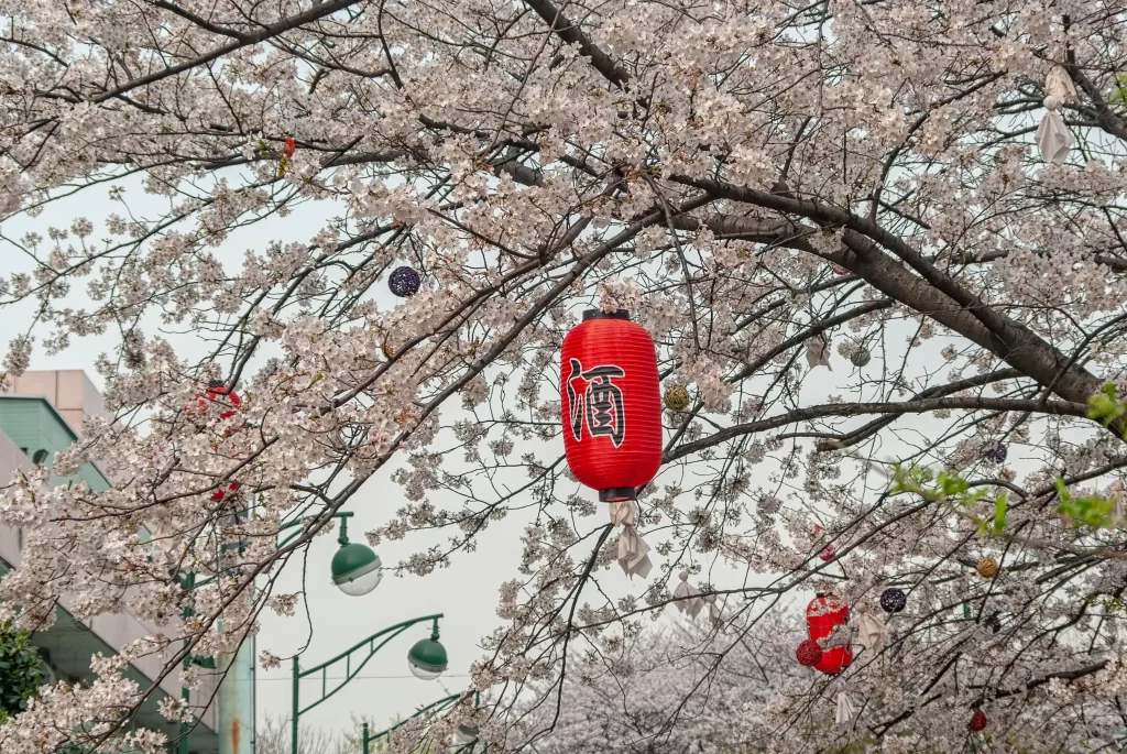 Cherry Blossom Pink White Red Lantern Branch