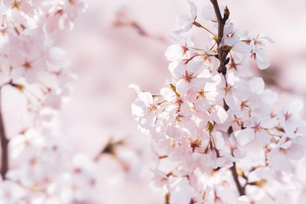 Cherry Blossom Pink White Petal Spring Branch