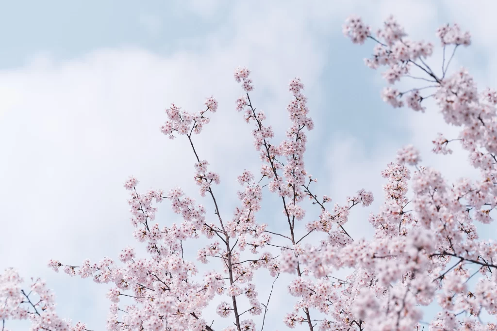 Cherry Blossom Pink White Blue Sky
