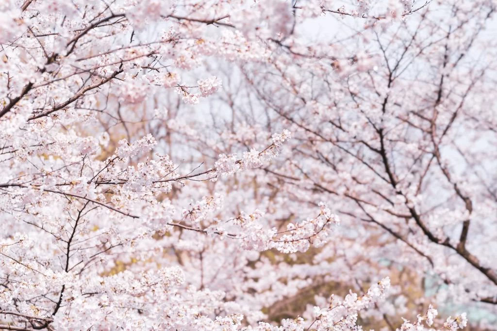 Cherry Blossom Pink White Petal Spring gray Branch