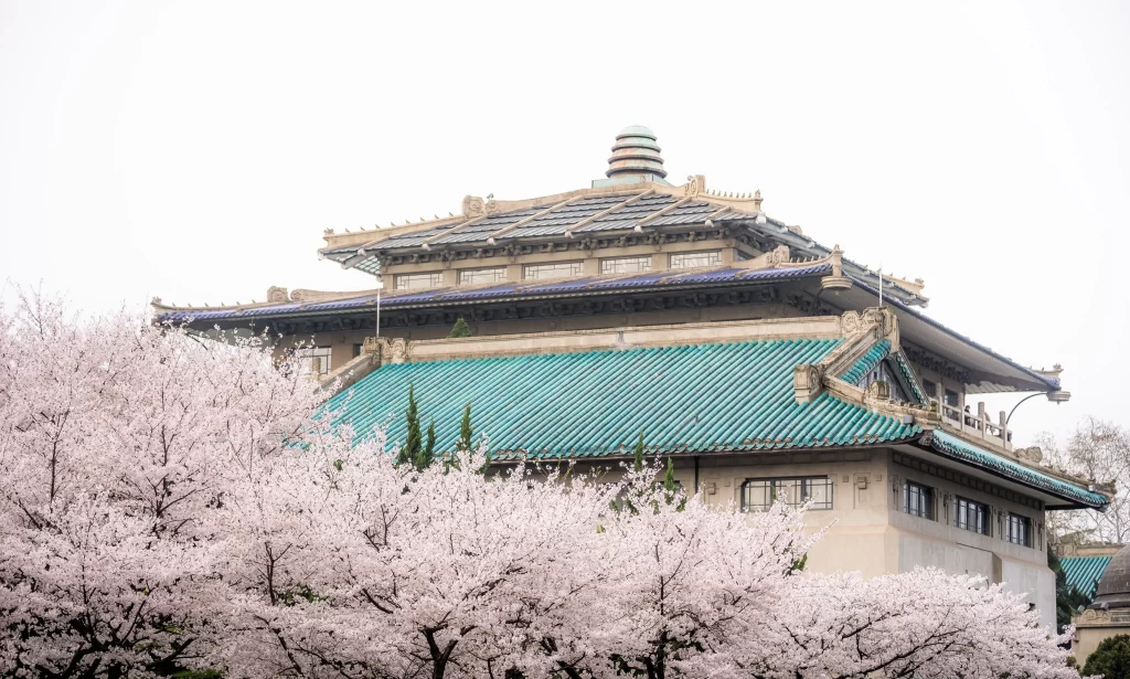 Cherry Blossom Pink White Blooms Building
