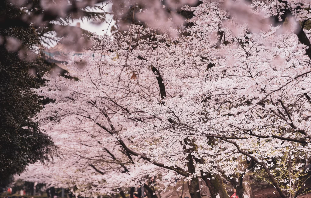 Cherry Blossom Pink White Petals Trees Blooming