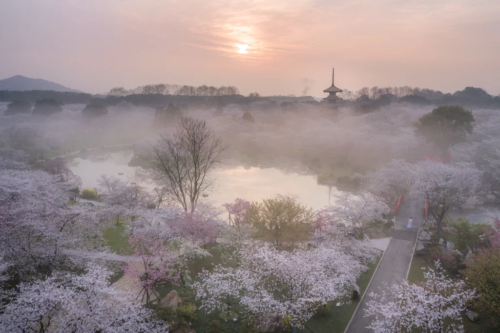 Cherry Blossom Pink White Green Misty Sunrise