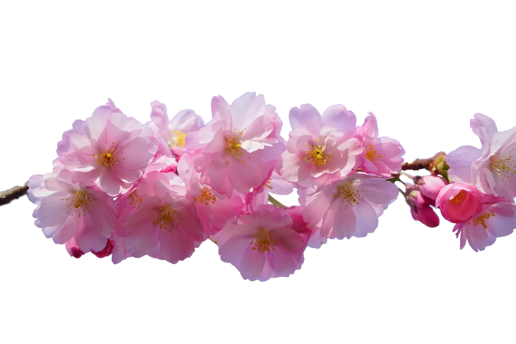 Cherry Blossom Pink White Yellow Petals gray Branch