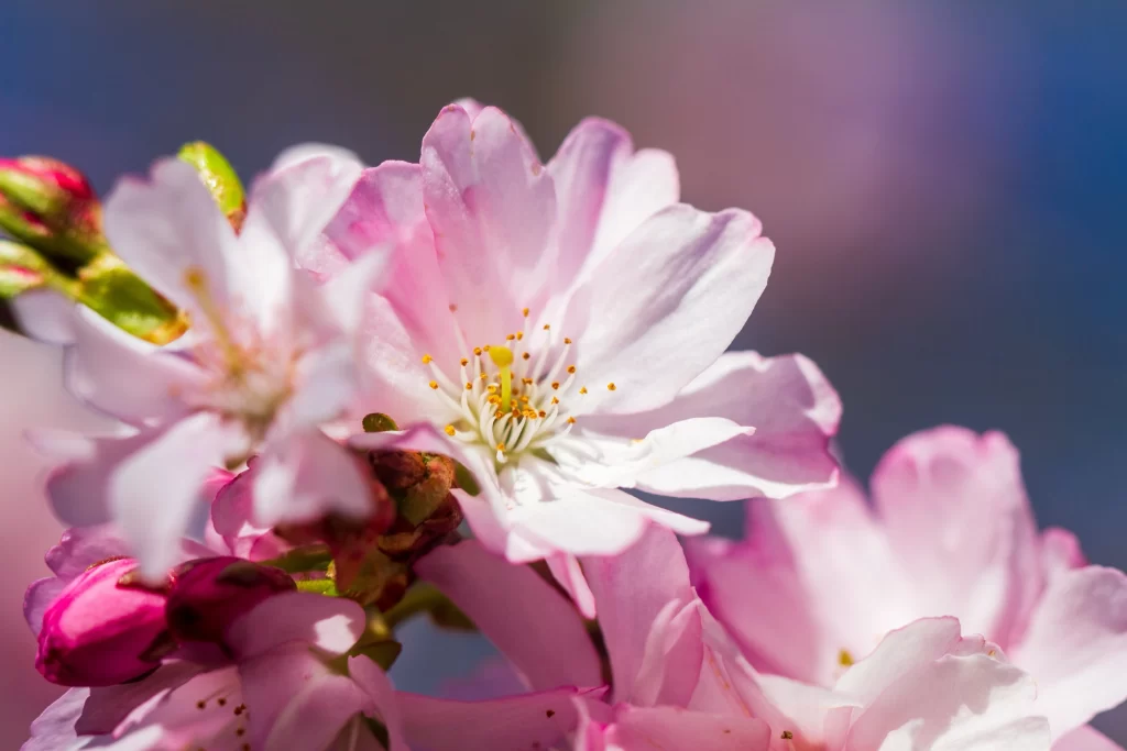 Cherry Blossom Pink White Petal Bloom warm Spring