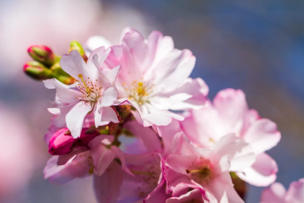 Cherry Blossom Pink White Petals Blooming gray Spring