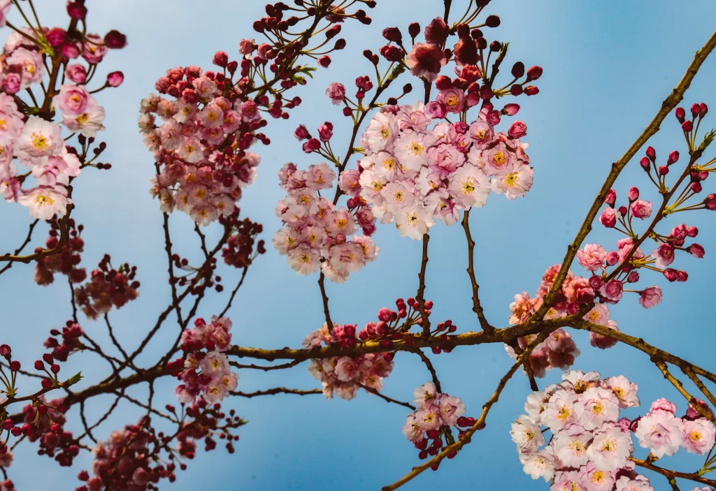 Cherry Blossom Pink White Yellow Blue gray Sky