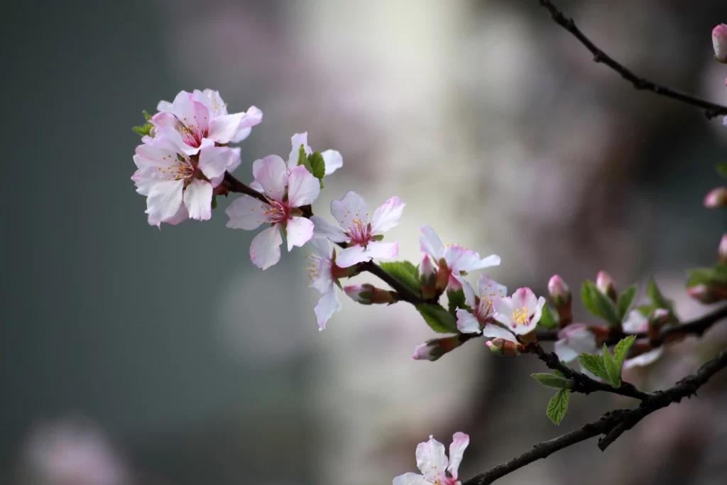 Cherry Blossom Pink White Green Petal gray Branch