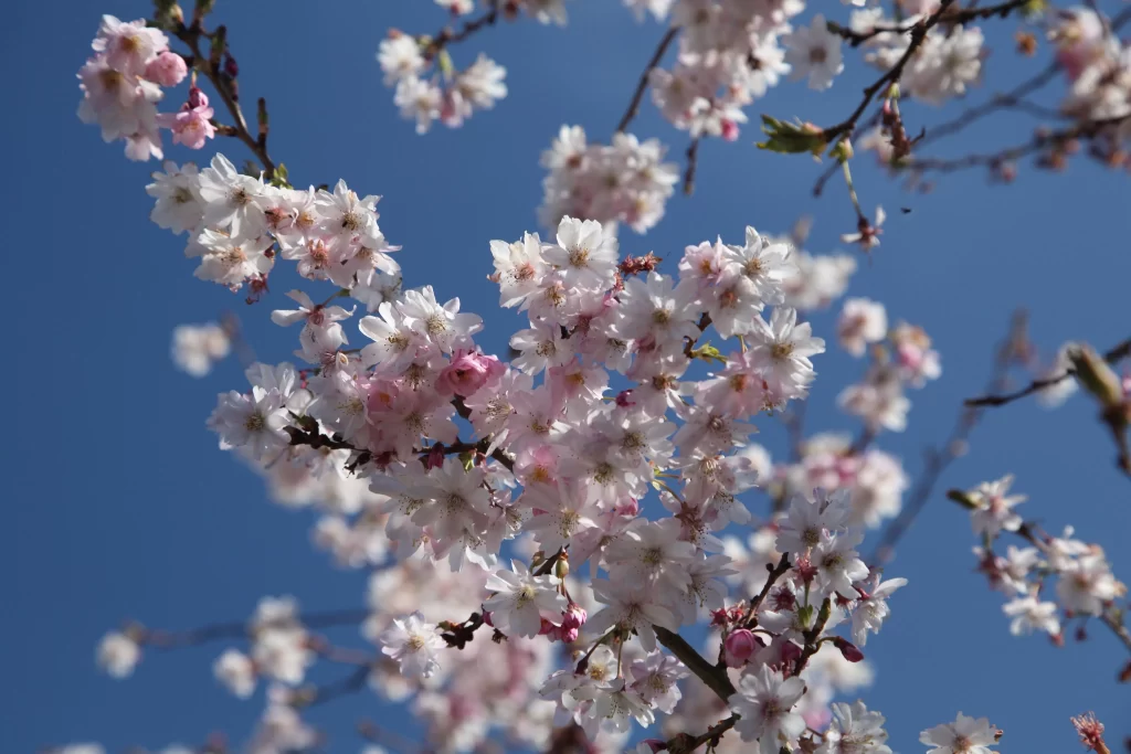 Cherry Blossom Pink White Blue Sky gray Branch
