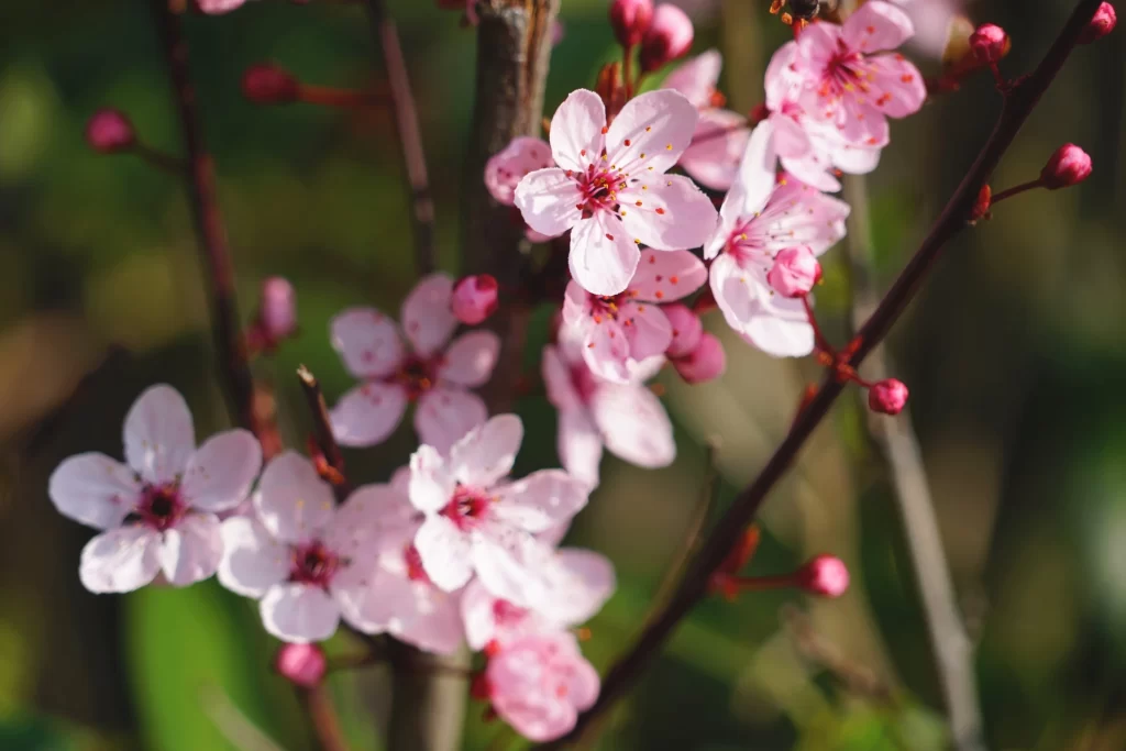 Cherry Blossom Pink White Petal Spring gray Branch