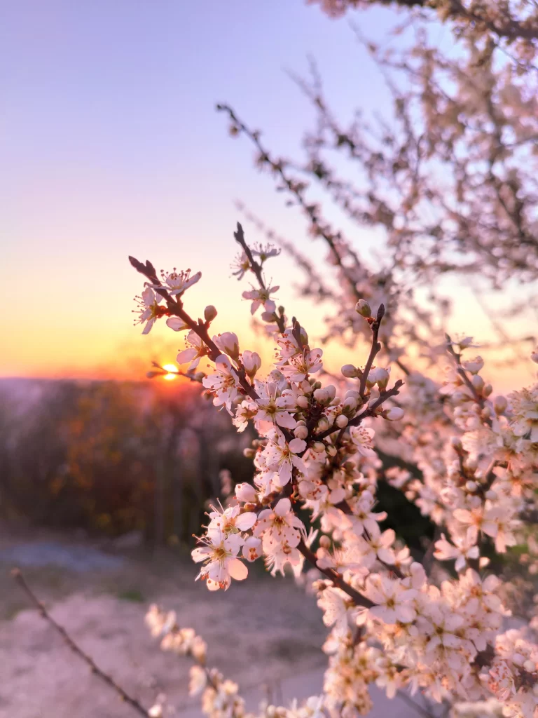 Cherry Blossom Pink White Sunset Branches