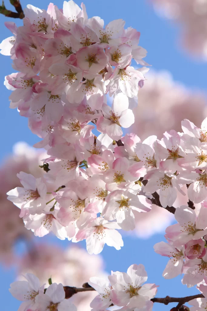 Cherry Blossom Pink White Blue Sky gray Branch