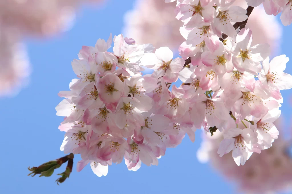Cherry Blossom Pink White Blue gray Sky