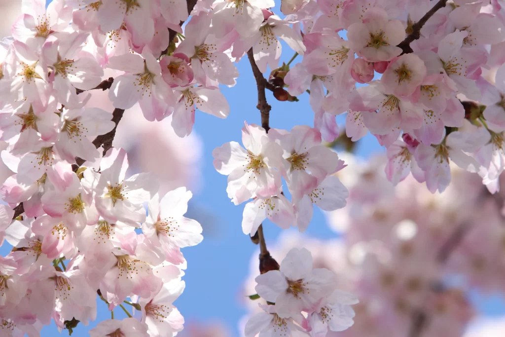 Cherry Blossom Pink White Blue Sky gray Branch