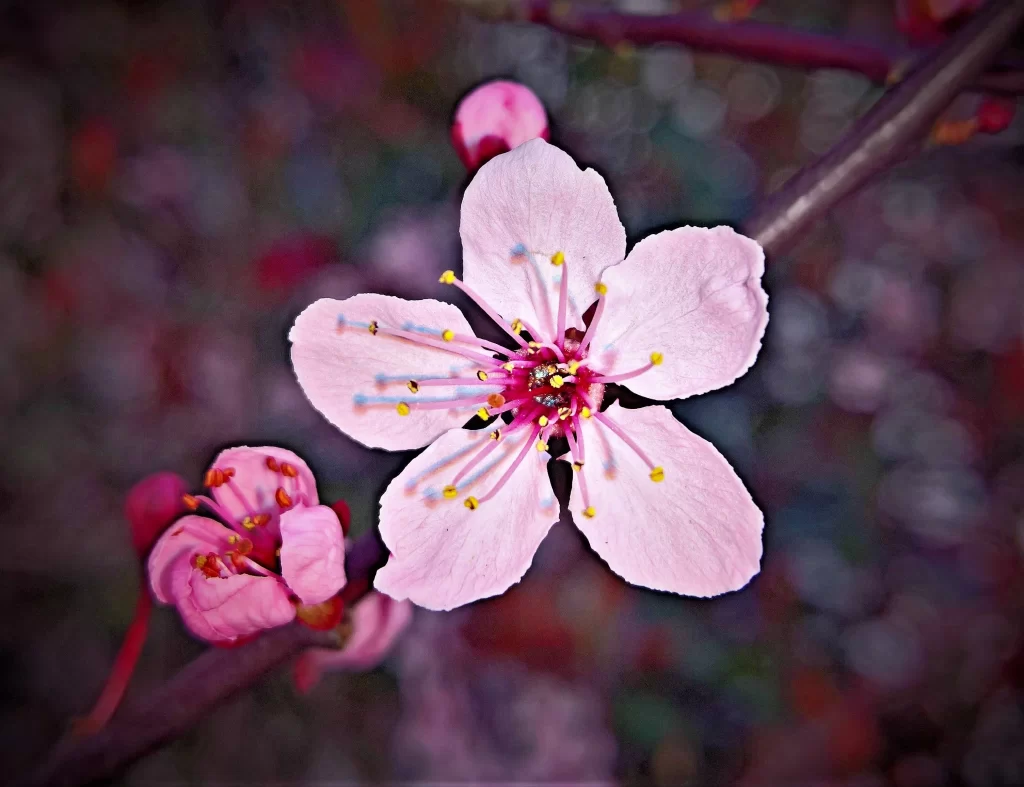 Cherry Blossom Pink White Petal Spring gray Branch