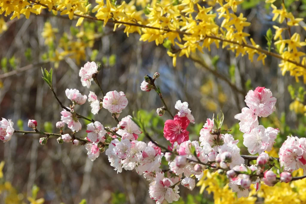 Cherry Blossom Pink White Yellow Blooming Spring