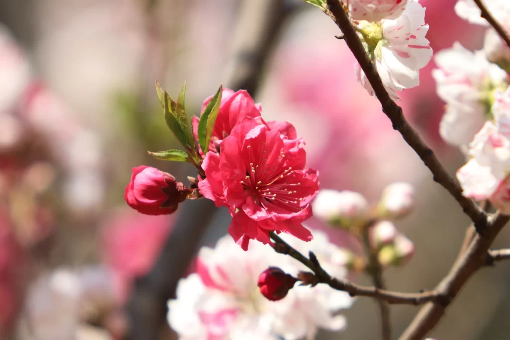 Cherry Blossom Pink White Petal Spring warm Branch