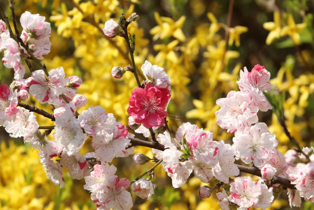 Cherry Blossom Pink White Yellow Blooming Branch