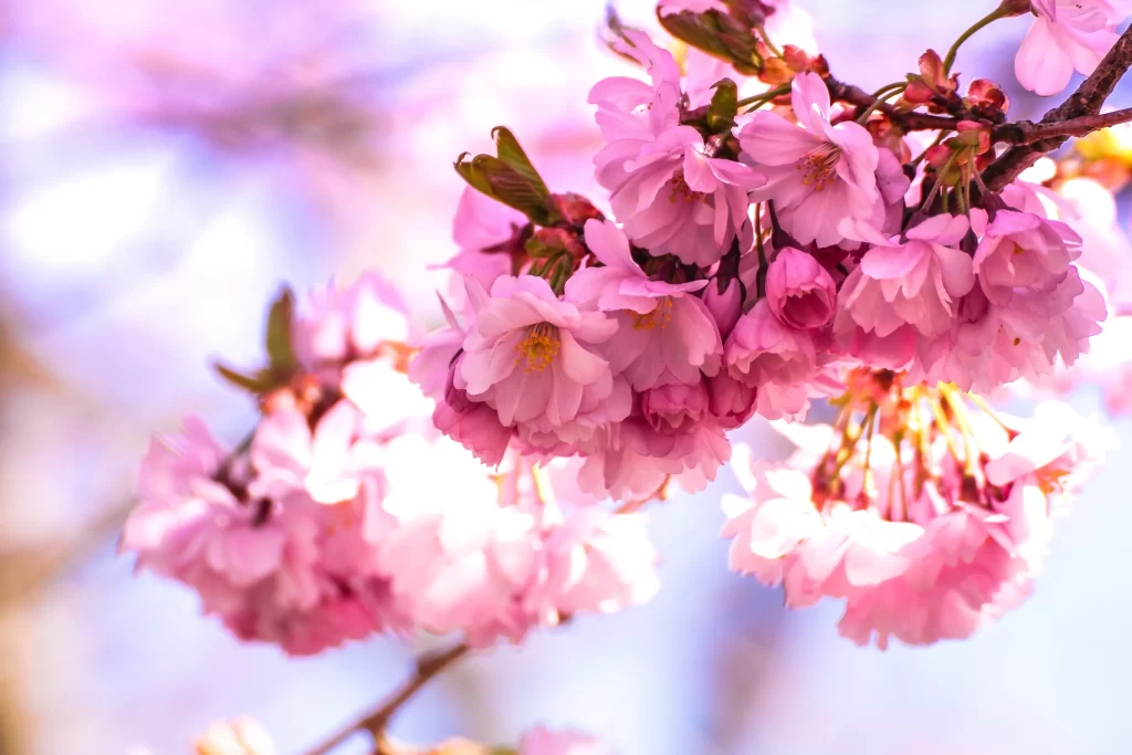 Cherry Blossom Pink White Petal Spring warm Branch