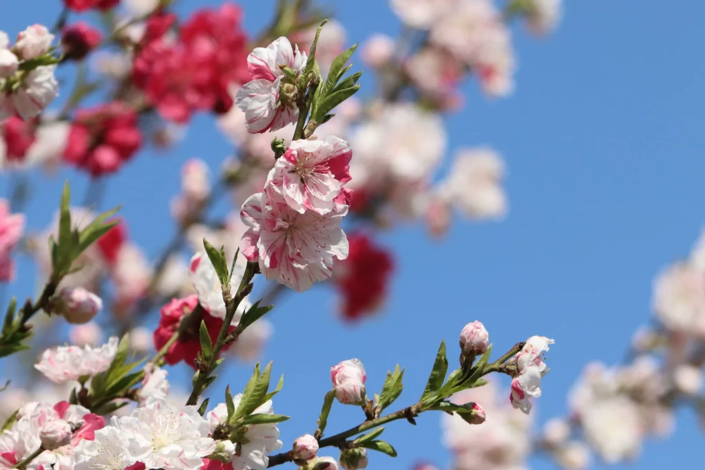 Cherry Blossom Pink White Blue Sky gray Branch