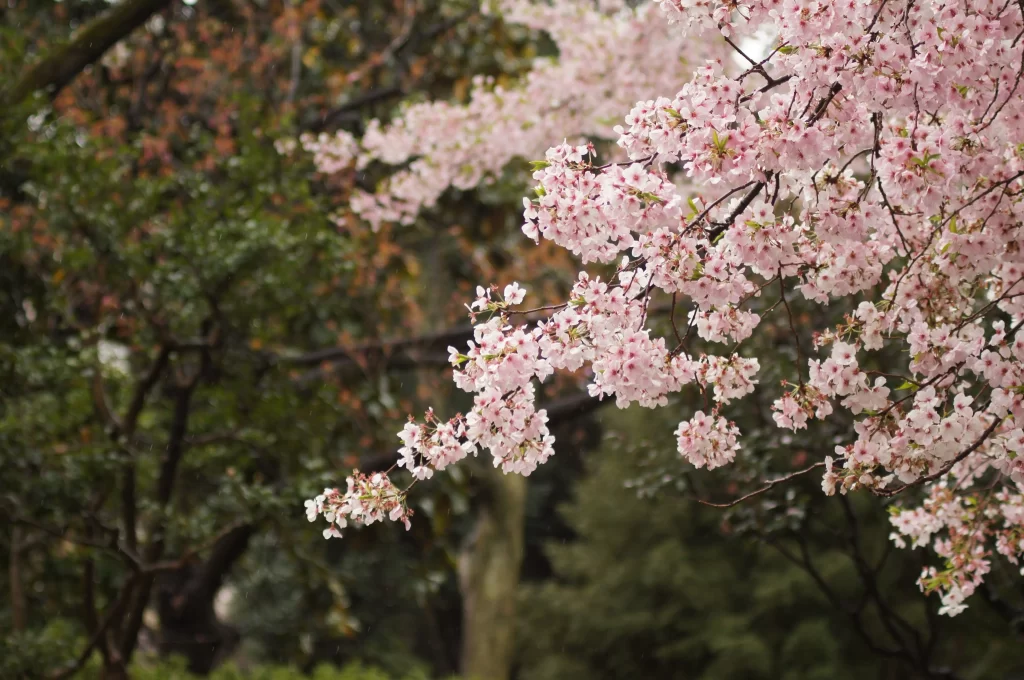 Cherry Blossom Pink White Petals Branches Nature