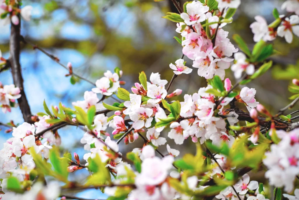 Cherry Blossom Pink White Green Spring Branch