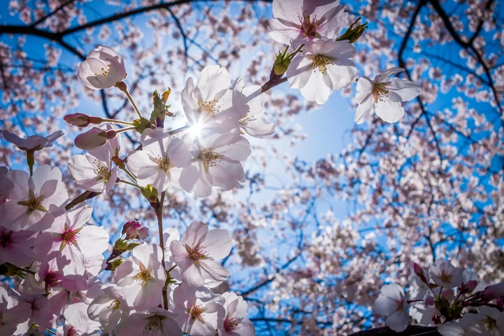 Cherry Blossom Pink White Blue Sky gray Sunlight