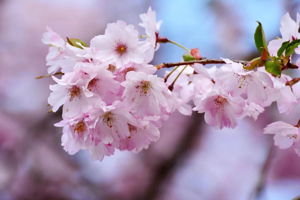 Cherry Blossom Pink White Petal Spring gray Branch