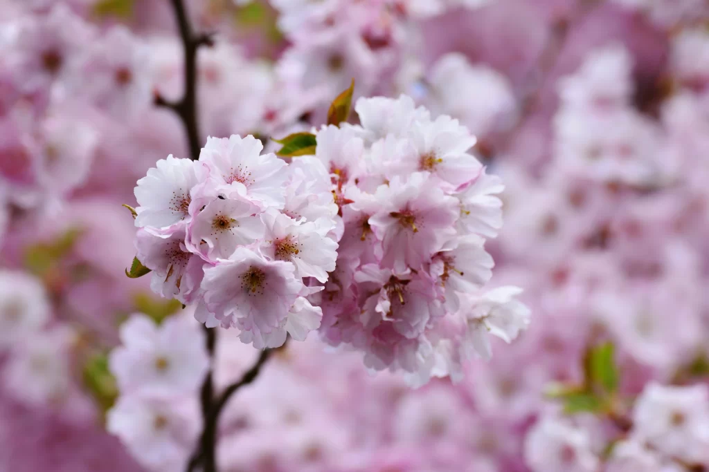 Cherry Blossom Pink White Petal Spring warm Branch