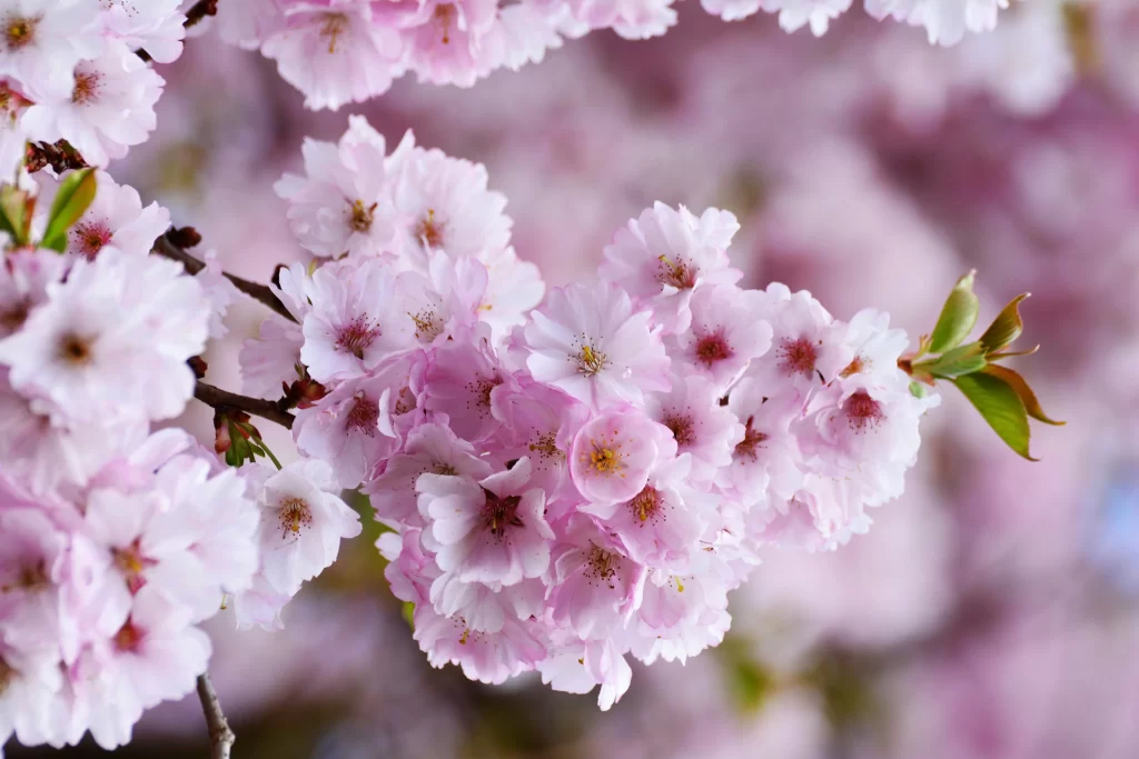 Cherry Blossom Pink White Petal Spring gray Branch