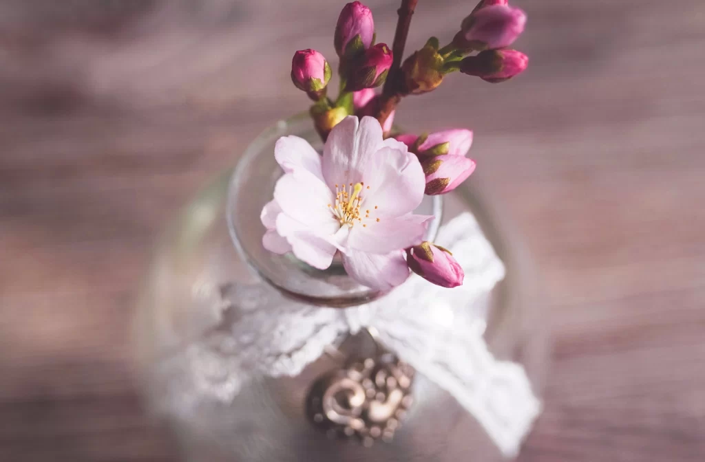 Cherry Blossom Pink White Petals Branch