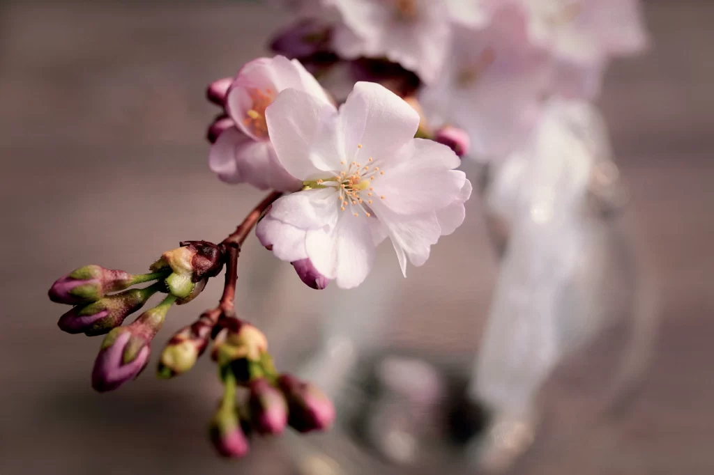 Cherry Blossom Pink White Petal Branch Bloom