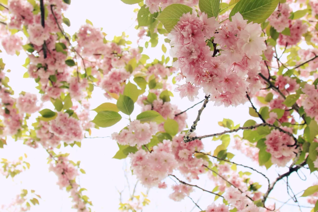 Cherry Blossom Pink White Green Leaf Branch