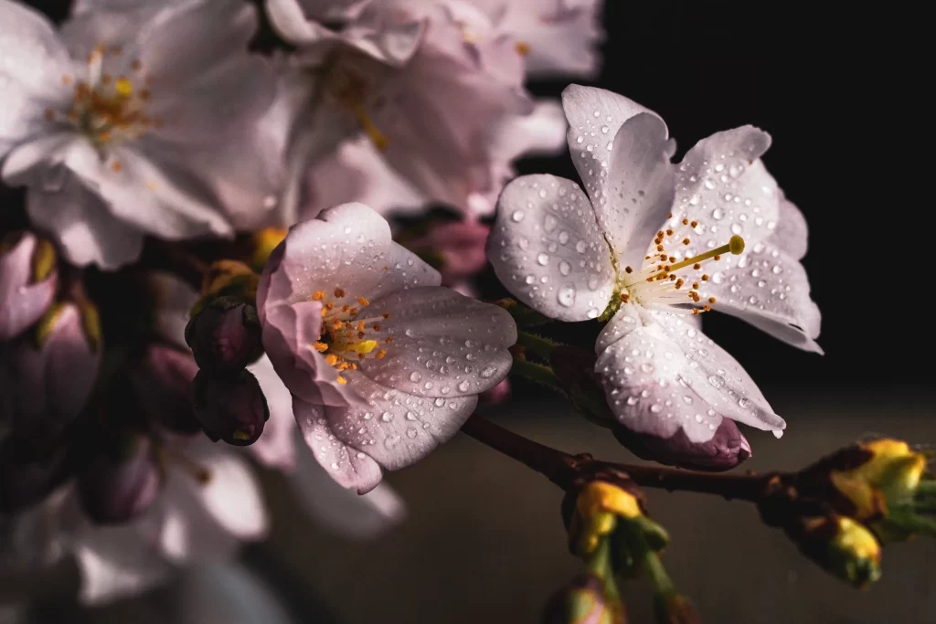 Cherry Blossom Pink White Petal Bud Spring