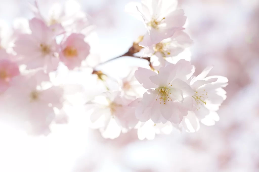 Cherry Blossom Pink White Petals Spring Branch