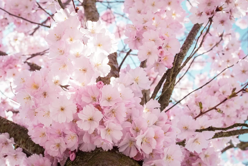 Cherry Blossom Pink White Yellow Petal gray Branch