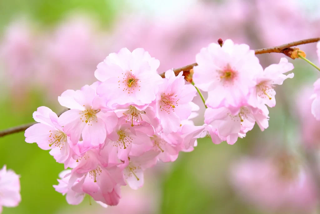 Cherry Blossom Pink White Petal Spring gray Branch
