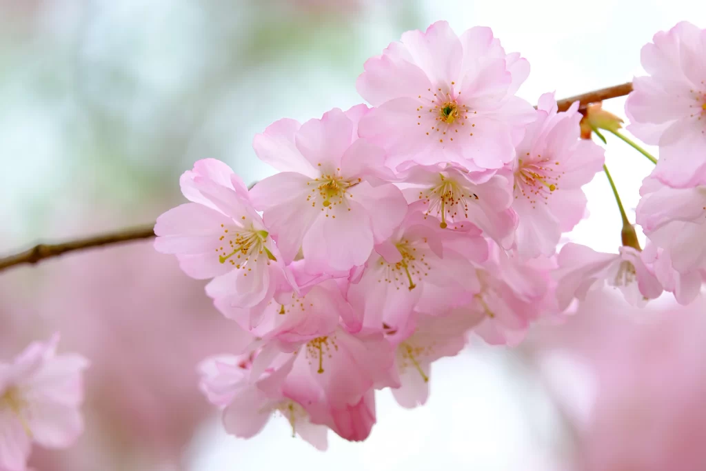 Cherry Blossom Pink White Petal Spring gray Branch