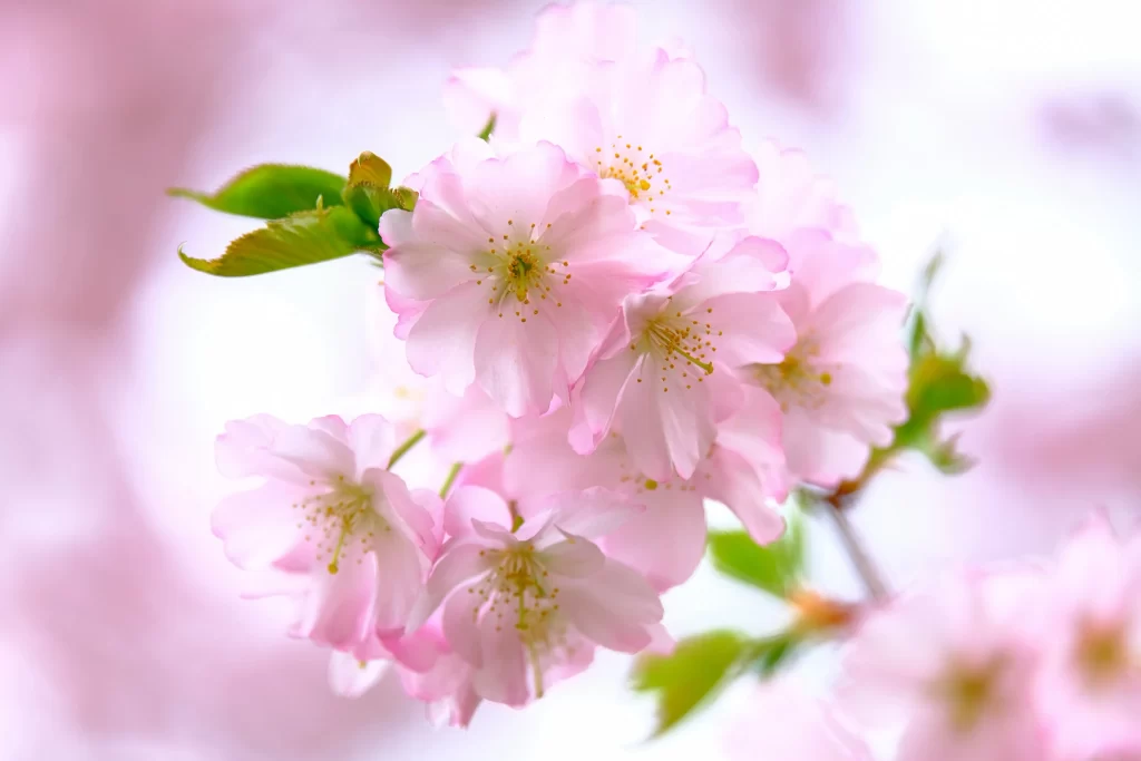 Cherry Blossom Pink White Petal Spring gray Branch