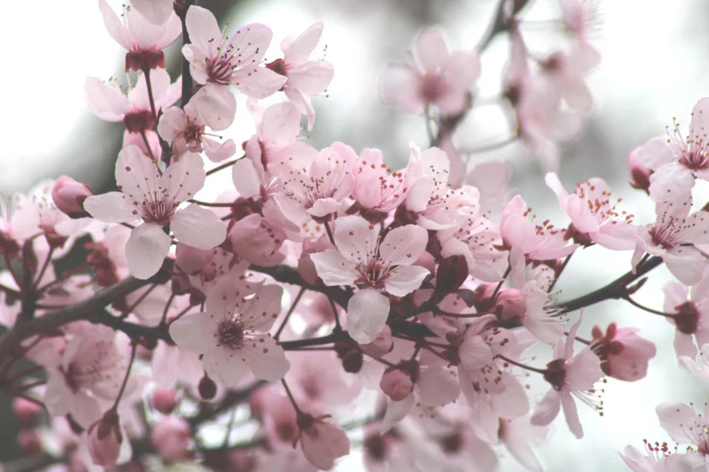Cherry Blossom Pink White Petal Spring gray Branch