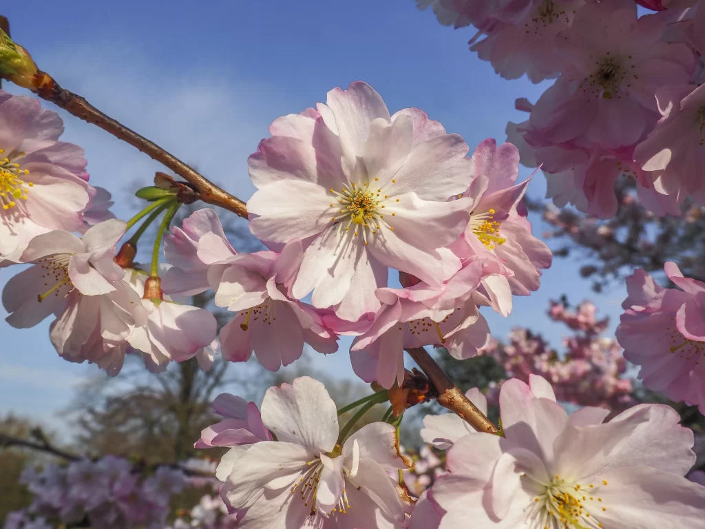 Cherry Blossom Pink White Yellow Petals gray Branch
