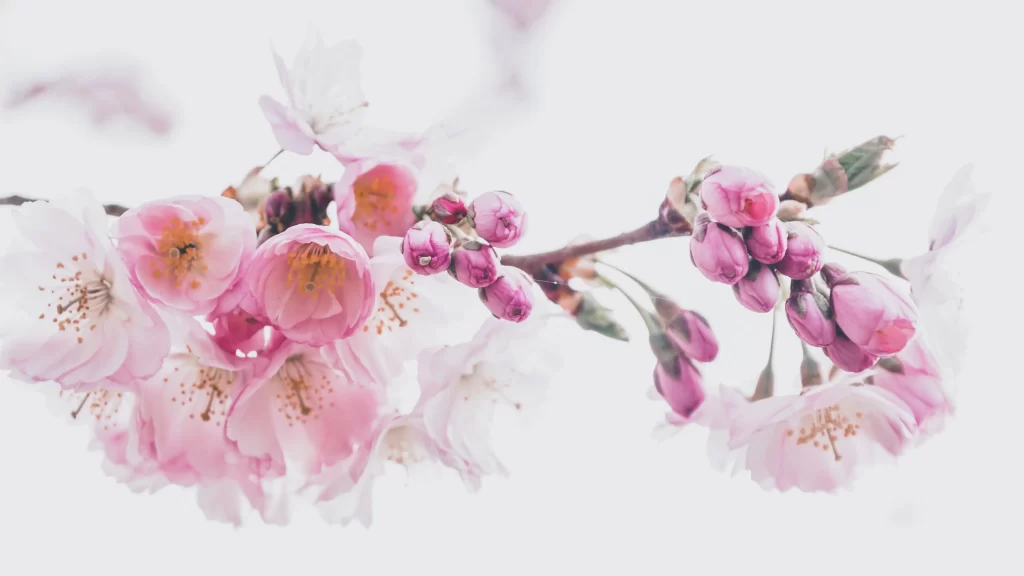 Cherry Blossom Pink White Petal Bloom Spring Branch