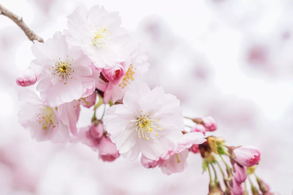 Cherry Blossom Pink White Petal Spring Branch