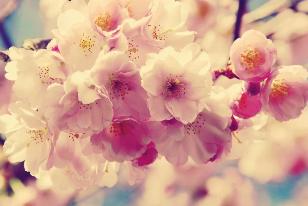 Cherry Blossom Pink White Yellow Petals warm Branch