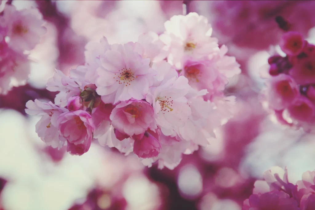 Cherry Blossom Pink White Petals Blooming warm Spring