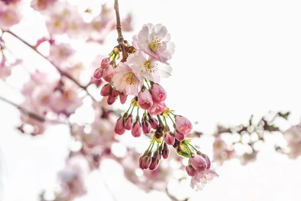 Cherry Blossom Pink White Petal Spring Branch