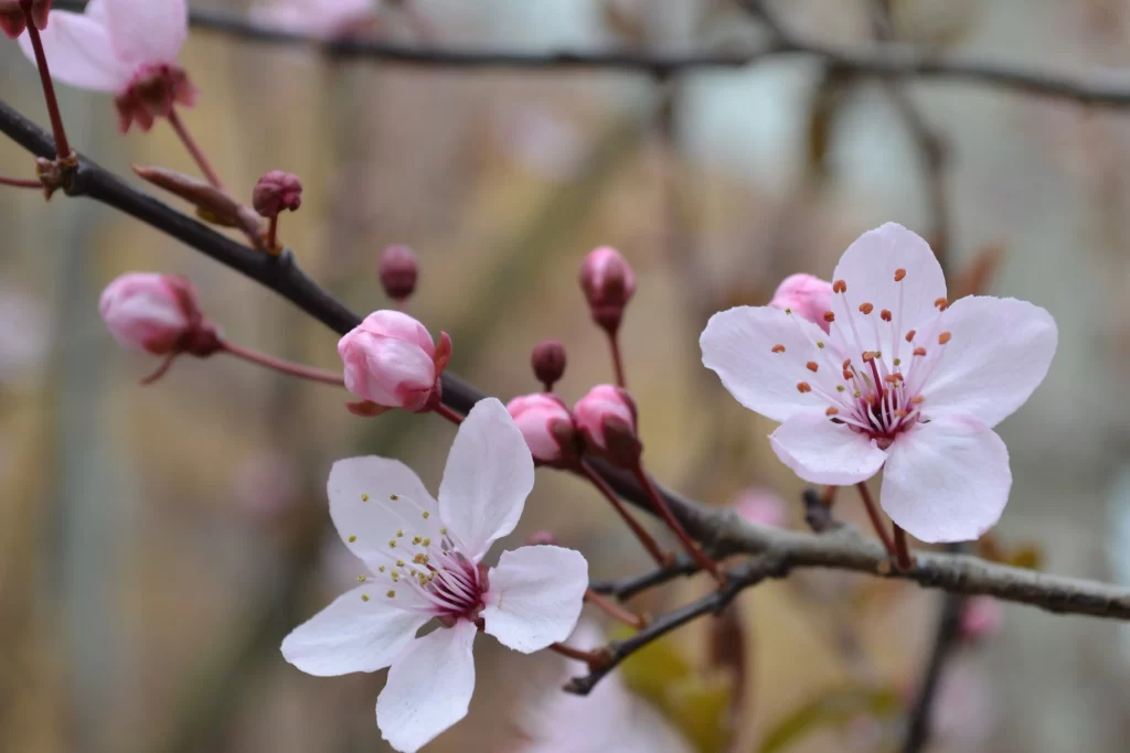 Cherry Blossom Pink White Petal Spring gray Branch