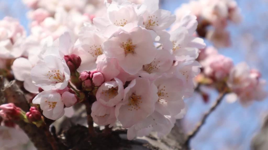 Cherry Blossom Pink White Petal Spring gray Branch