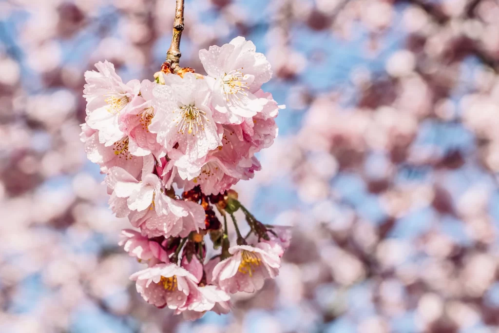 Cherry Blossom Pink White Petals Blue Sky Spring