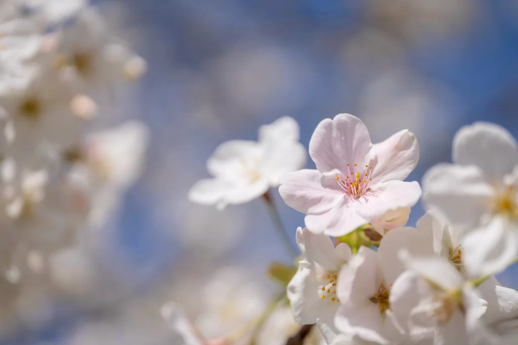 Cherry Blossom Pink White Blue gray Sky
